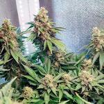 gorilla-zkittlez-fem-Semyanich.jpg