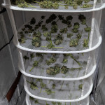 papaya-zoap-f1-fast-version-fem-sweet-seeds.jpg