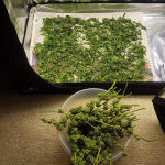 pineapple-chunk-fem-barneys-farm.jpg