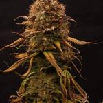 watermelon-zkittlez-fem-barneys-farm.jpg