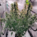 amnesia-zkittlez-auto-fem-fastbuds.jpg