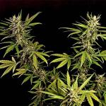 big-bud-auto-fem-herbies-seeds.jpg