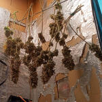 forbidden-runtz-auto-fem-fastbuds.jpg