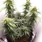 gorilla-auto-fem-Semyanich.jpg