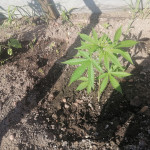 gorilla-glue-auto-glue-auto-fem-fastbuds.jpg