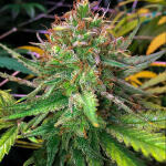 grandaddy-purple-fem-blimburn-seeds.jpg