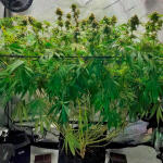 humboldt-pound-cake-fem-humboldt-seed-company.jpg