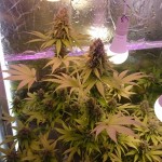 mazar-extra-bulk-seed-bank.JPG
