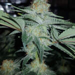 pineapple-chunk-fem-barneys-farm.jpg