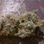vanilla-latte-auto-fem-humboldt-seed-company.jpg