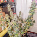 apple-betty-fem-herbies-seeds.jpg