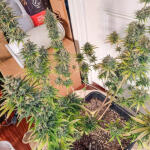 apple-betty-fem-herbies-seeds.jpg