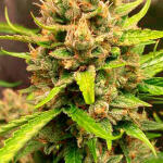 auto-orange-bud-fem-dutch-passion.jpg