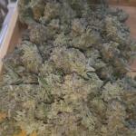 booberry-cookies-rbx-fem-ethos-genetics.jpg