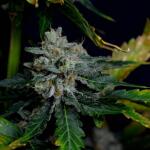 booberry-cookies-rbx-fem-ethos-genetics.jpg