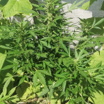 gorilla-glue-auto-glue-auto-fem-fastbuds.jpg
