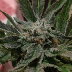 papaya-zoap-f1-fast-version-fem-sweet-seeds.jpg