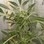 siberian-sunset-auto-fem-Semyanich.jpg