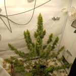 whiskey-zulu-auto-fem-7ch-american.jpg