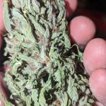 10th-planet-r1-fem-ethos-genetics.jpg