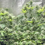 bruce-banner-3-fem-blimburn-seeds.jpg