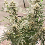cafe-racer-fem-blimburn-seeds.jpg