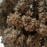 glue-sherbert-fem-alphafem-seeds.jpg