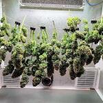 gorilla-zkittlez-fem-Semyanich.jpg
