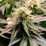 gorilla-zkittlez-fem-Semyanich.jpg