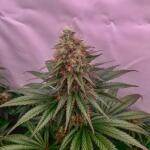 mac-n-jack-r1-fem-ethos-genetics.jpg