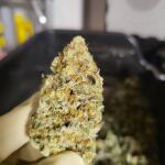 mookie-b-r1-fem-ethos-genetics.jpg