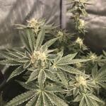 punchberry-cookies-rbx-fem-ethos-genetics.jpg