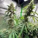 strawberry-cheesecake-auto-fem-humboldt-seed-company.jpg