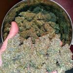 strawberry-pie-auto-fem-fastbuds.jpg