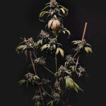 amnesia-zkittlez-auto-fem-fastbuds.jpg