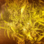 extreme-impact-auto-fem-heavyweight-seeds.jpg
