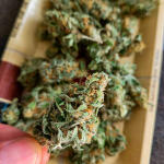 gorilla-punch-auto-fem-fastbuds.jpg