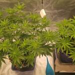 marshmallow-og-fem-compound-genetics.jpg