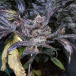 papaya-zoap-auto-fem-sweet-seeds.jpg