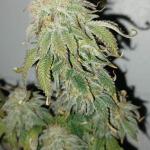 punchberry-cookies-rbx-fem-ethos-genetics.jpg
