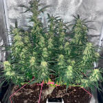 speedy-skunk-auto-fem-Semyanich.jpg