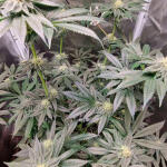 strawberry-og-cookies-r1-fem-ethos-genetics.jpg
