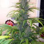 strawberry-pie-auto-fem-fastbuds.jpg