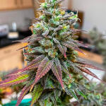 white-wedding-rbx-fem-ethos-genetics.jpg