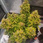 zkittlez-auto-fem-cali-buds-seeds.jpg