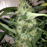 Psychedelic_Bulk_Seed_Bank.jpg
