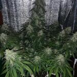 forbidden-runtz-auto-fem-fastbuds.jpeg