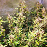 forbidden-runtz-auto-fem-fastbuds.jpg