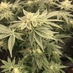 punchberry-cookies-rbx-fem-ethos-genetics.jpg