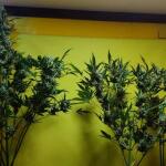 smoothie-auto-fem-fastbuds.jpg